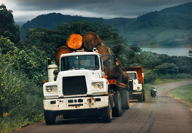 Trucks transporting Mahogany Trunks