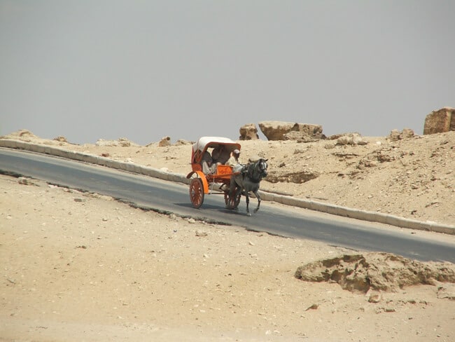 Traditional desert transport in Egypt.