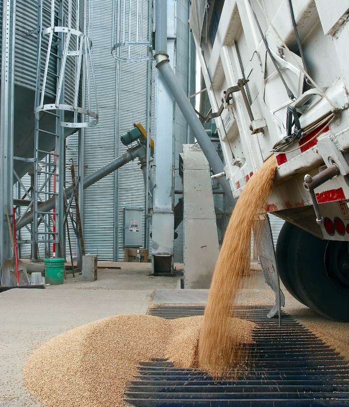 truck dumping grain