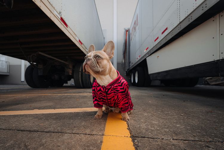 bulldog between trucks