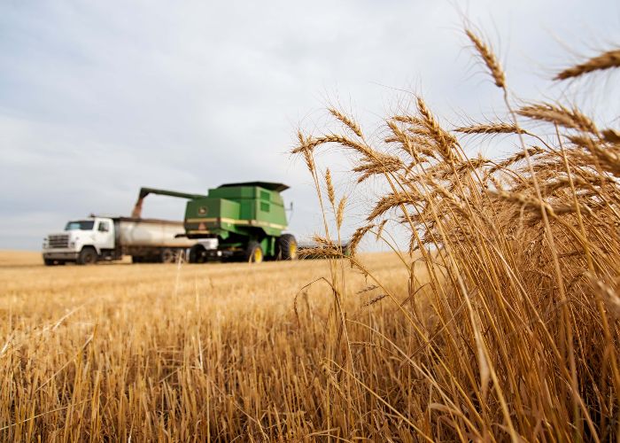 combine harvester filling a grain truck