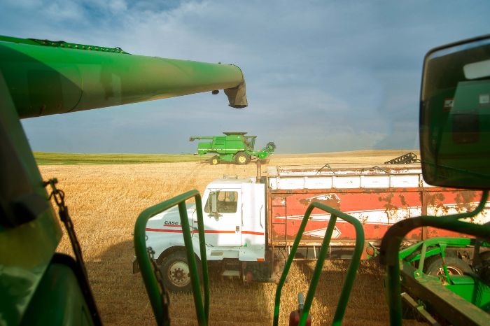 harvester filling a grain truck