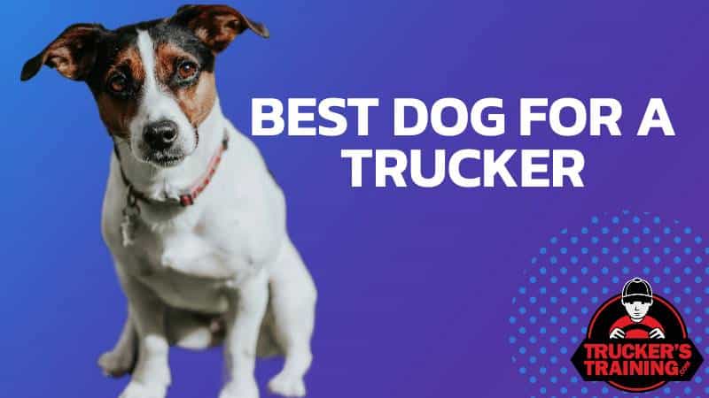 best dog for a truck driver